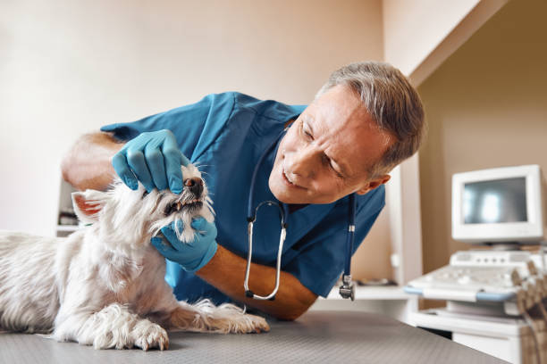 Best 24-Hour Emergency Dentist in El Dorado, KS